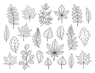 autumn leaves collection vector illustration