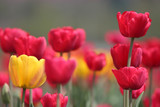 Fototapeta Tulipany - Tulips in full bloom at Tulip Garden in Kashmir. Red and Yellow Tulips