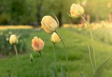 Spring Floral Background With Tulip Flowers. Holiday And Seasonal Design. Spring Background With Beautiful Yellow Tulips. Tulip Viridiflora Golden Artist