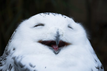 Happy Smiling White And Wild Snowy Owl, Yawning With Closed Eyes In The Morning, Close Up Head Shot