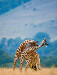 Wall Mural - two male giraffes fighting each other in the savannah. kenya. tanzania. east africa.