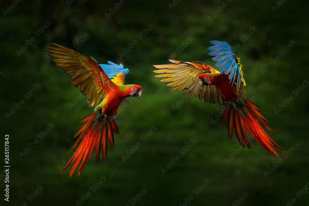 Red hybrid parrot in forest. Macaw parrot flying in dark green vegetation. Rare form Ara macao x Ara ambigua, in tropical forest, Costa Rica. Wildlife scene from tropical nature. Bird in fly, jungle. - obrazy, fototapety, plakaty 