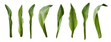 A Collection Of Tulip Leaves Isolated On A White Background.