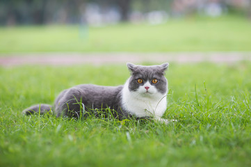 Wall Mural - Cute british shorthair playing on the grass