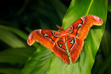 Beautiful Big Butterfly, Giant Atlas Moth-aka, Attacus Atlas In Green Forest Habitat, India. Wildlife From Asia. Big Butterfly Sitting On The Green Leave In Jungle. 
