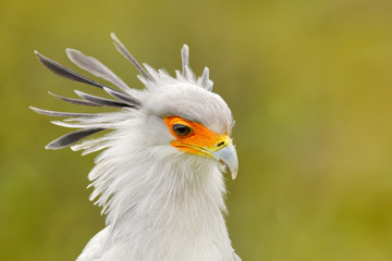 Wall Mural - Secretary Bird, Sagittarius serpentarius, Portrait of nice grey bird of prey with orange face, Kenya, Africa. Wildlife scene from nature. Beautiful animal with grey crest on the head.