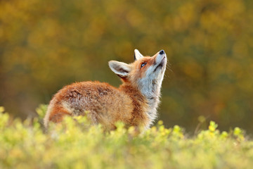 Wall Mural - cute red fox, vulpes vulpes in fall forest. beautiful animal in the nature habitat. wildlife scene f