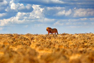 Wall Mural - Lion walk. Portrait of African lion, Panthera leo, detail of big animals, Etocha NP, Namibia, Africa. Cats in dry nature habitat, hot sunny day in desert. Wildlife scene from nature. African blue sky.