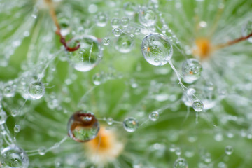 the water drop on cactus, the water drop pattern in nature background