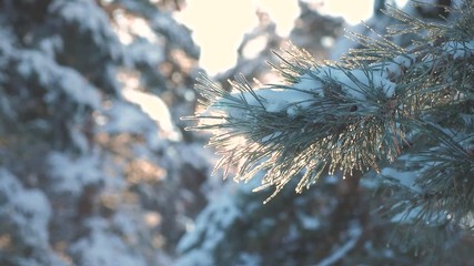 pine tree branch sunlight glare winter landscape during sunset. winter pine the sun forest in the snow sunlight movement. frozen frost Christmas New Year tree. concept new year winter. slow motion