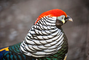 Wall Mural - Diamond pheasant. (East Asian pheasant). The head of the bird black in color with a tuft of red, back and wings dark green. Lower body, collar and tail are white with black stripes and border on feath