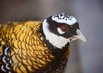 Wall Mural - Reeves pheasant. Its plumage seems scaly because of the shiny dark brown and black edges on the feathers. The head is black with a white 