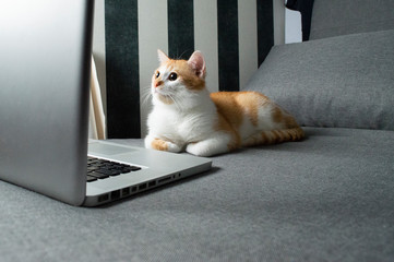 orange cat sits near the laptop and looks into the screen