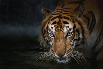 portrait of tiger.