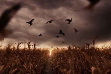 withered cornfield with flying birds in the apocalyptic mood