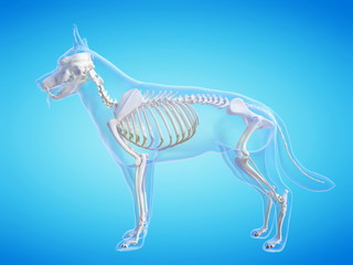 3d rendered medically accurate illustration of the dogs skeletal system