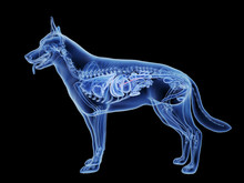 3d Rendered Medically Accurate Illustration Of The Dogs Pancreas