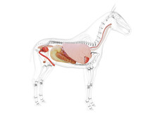 3d Rendered Medically Accurate Illustration Of The Horse Anatomy