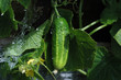 cucumber pepper greens plants fruit
