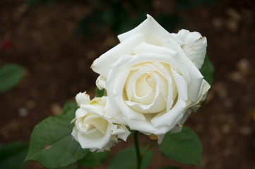 Sticker - Two cream white rose flowers on the branch