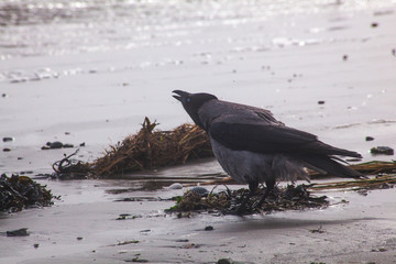 Wall Mural - bird crow on the beach