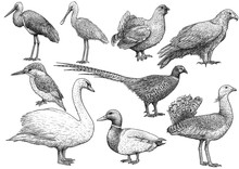 Bird Collection Illustration, Drawing, Engraving, Ink, Line Art, Vector