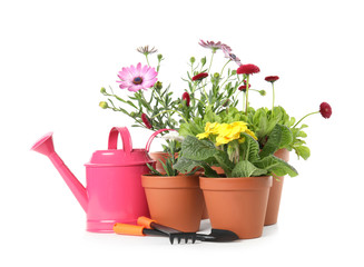 Poster - Potted blooming flowers and gardening equipment on white background