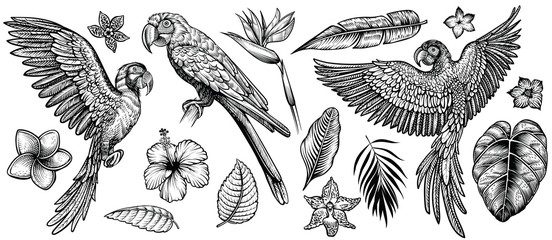 Parrots macaw with tropical flowers and leaves, hand drawn line vector collection.