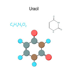 Wall Mural - Uracil. Chemical structural formula and model of molecule. C4H4N2O2.