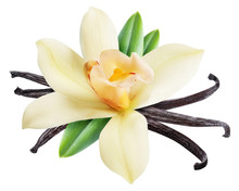 Dried Vanilla Sticks And Orchid Vanilla Flower. File Contains Clipping Path.