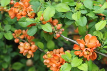  Orange Bush, Quince, Inflorescence, Ornamental Bush