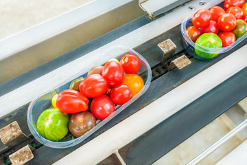 Wall Mural - Fresh packed small tomatoes on a conveyor belt in a Dutch greenhouse