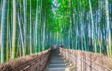  Bamboo forest  at Kyoto  landmark of Japan