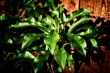 View Of Long Shiny Green Leaves Of The Frangipani Plumeria In Morning Light, A Member Of The Dogbane Family Of Plants. Stylized And Desaturated.