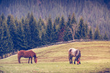 Fototapeta Konie - Mountain landscape with free horses 