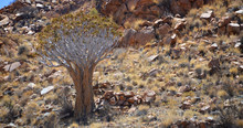 Aloidendron Dichotomum, Formerly Aloe Dichotoma, The Quiver Tree Or Kokerboom, Is A Tall, Branching Species Of Succulent Plant, Indigenous To Southern Africa And Namibia