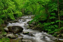 Little Pigeon River In Tremont Of Great Smoky Mountains