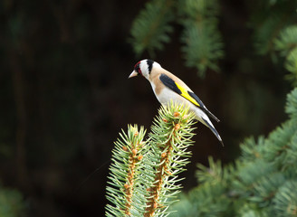 Wall Mural - European goldfinch (Carduelis carduelis) sitting on the branch of fir tree