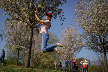 Wall Mural - Successful business woman enjoys her leisure free time in a park with blossoming sakura cherry trees wearing jeans, pink t-shirt and a fashion red cap