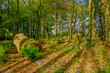 Bluebells in a chestnut coppice, west sussex, uk