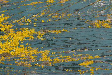 Wall Mural - green wood background covered with yellow lichen