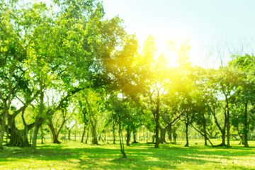 Wall Mural - Blurred photo Beautiful meadow in the park with morning sky