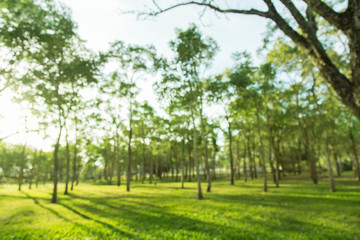 Wall Mural - blured photo Green forest park with open space