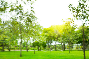 Wall Mural - Blurred photo Beautiful meadow in the park with morning sky.