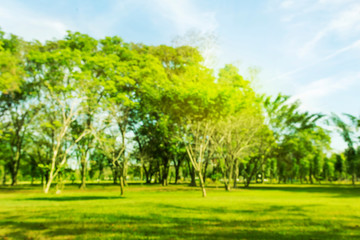 Wall Mural - Blurred photo Beautiful meadow in the park with morning sky.