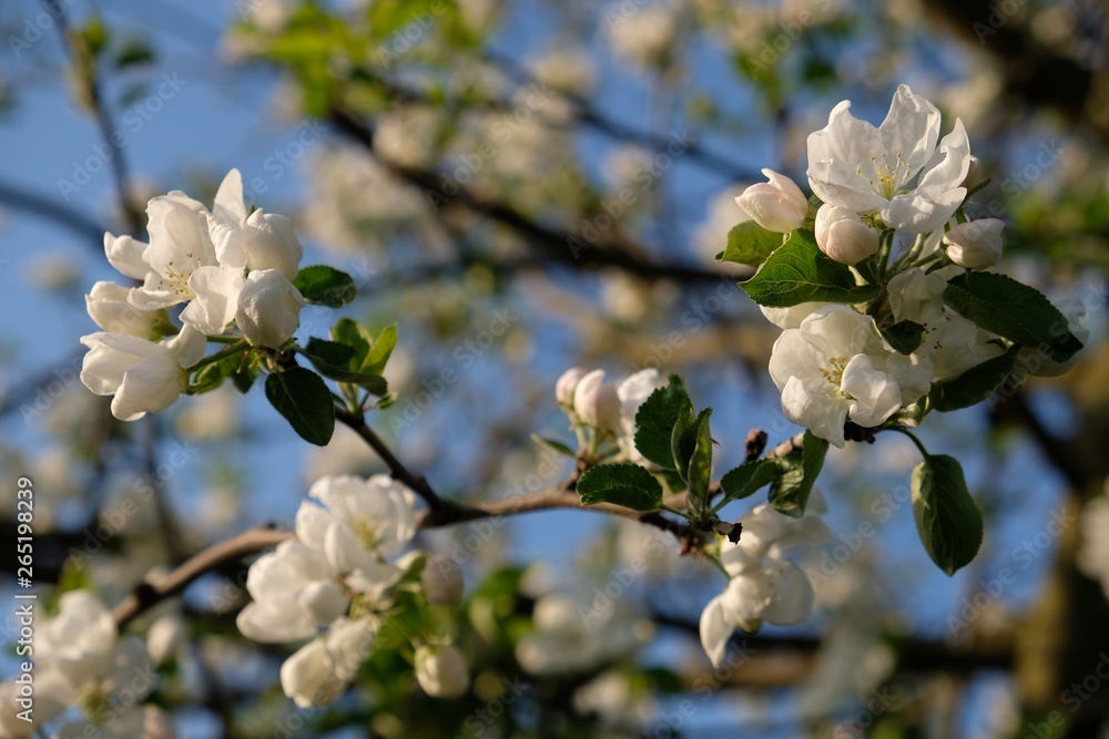 Kwitnąca jabłoń - drzewo owocowe wiosną - obrazy, fototapety, plakaty 