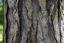 Close Up View Of Bark Of Pinus Negra Tree, Pinaceae Family.