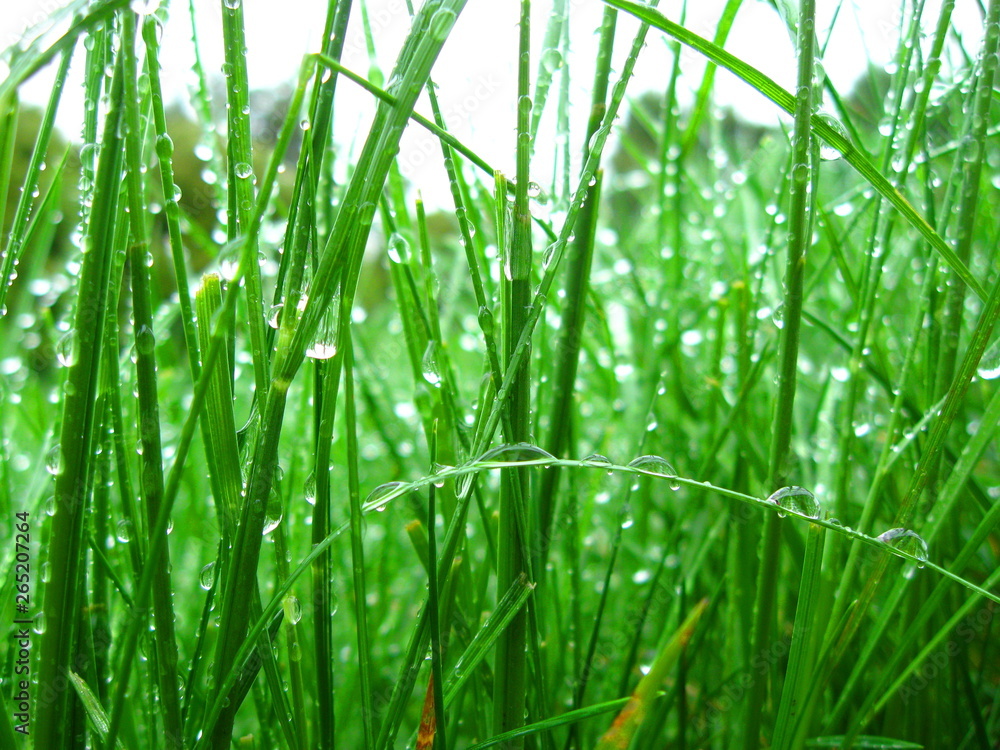 krople deszczu na trawie - obrazy, fototapety, plakaty 