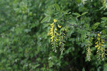 Wall Mural - Beautiful spring yellow acacia tree, branch blossoms against blurred background