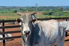 Closeup Of Zebu Bull Of The Nelore Breed